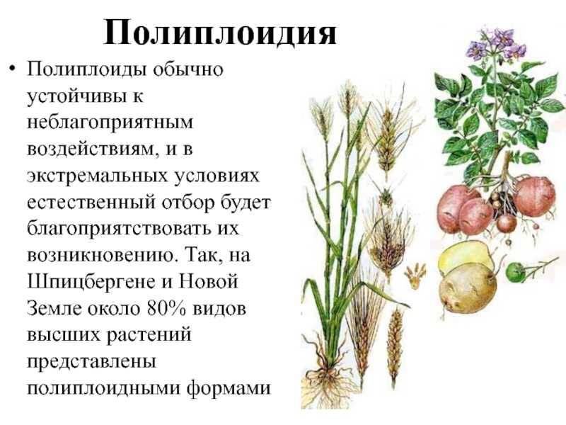 Полиплоидия