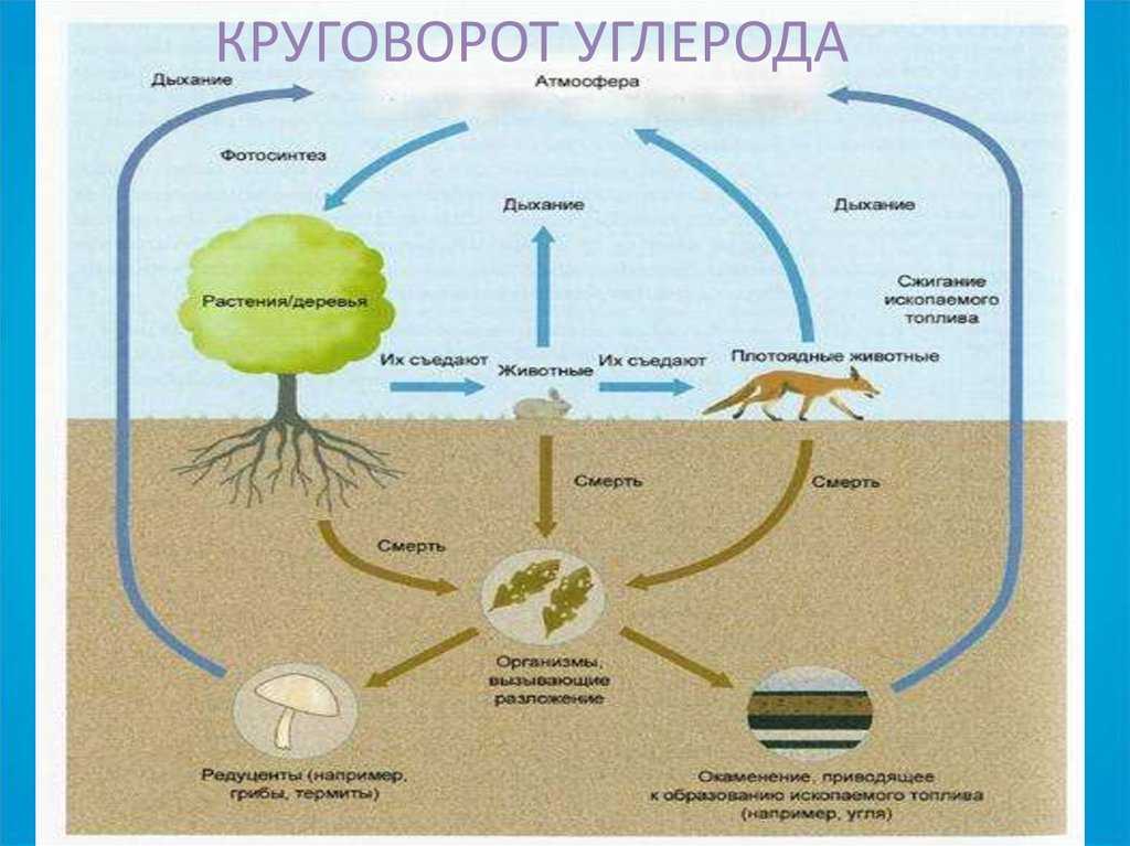 Круговорот веществ и энергии в природе презентация, доклад, проект на тему