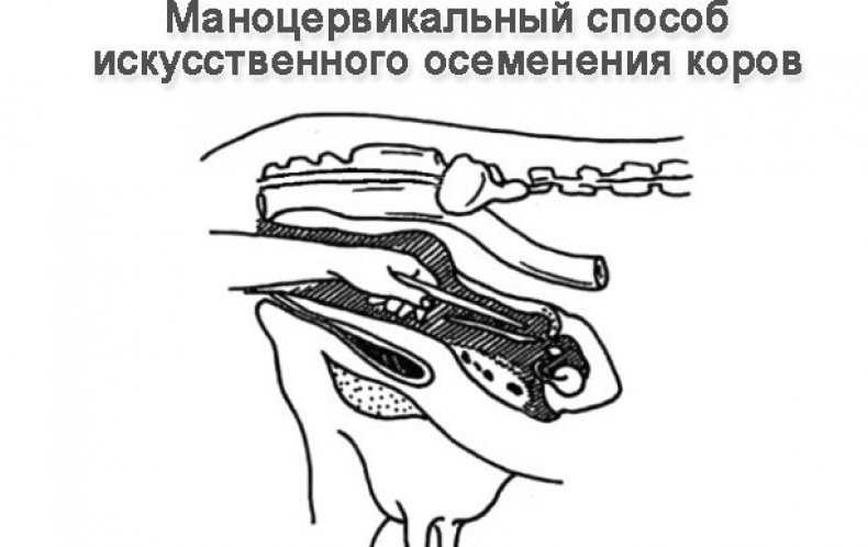 Разведение коров | оптимальное время и кратность осеменения коров