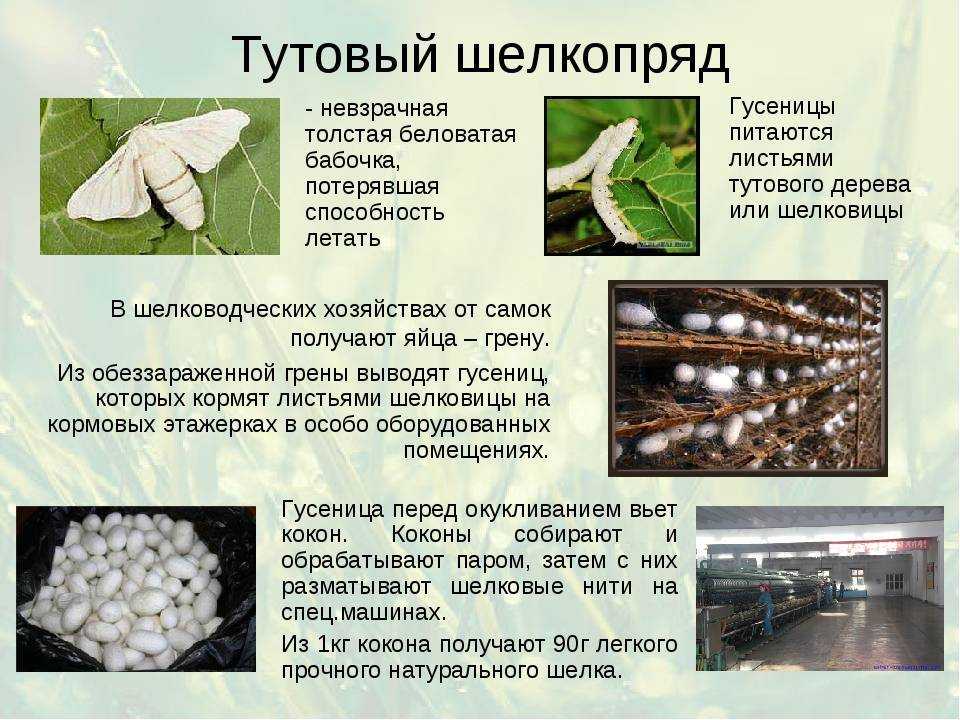 Шелкопряды. описание, фото, виды. производство шелка