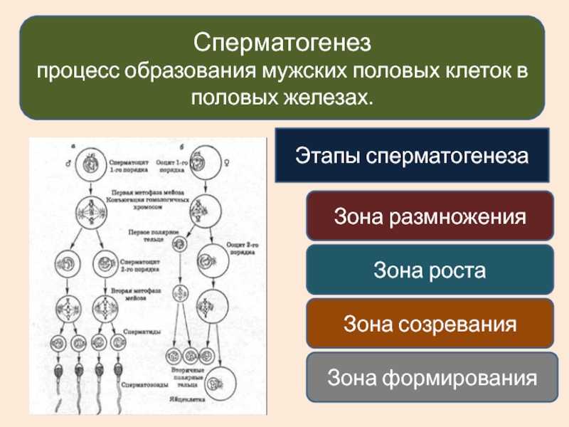 Н.в.быковская, г.п.соколов