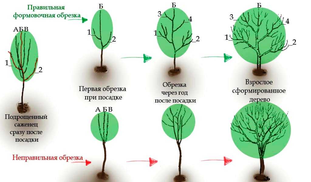 Как правильно обрезать плодовые деревья, советы для начинающих