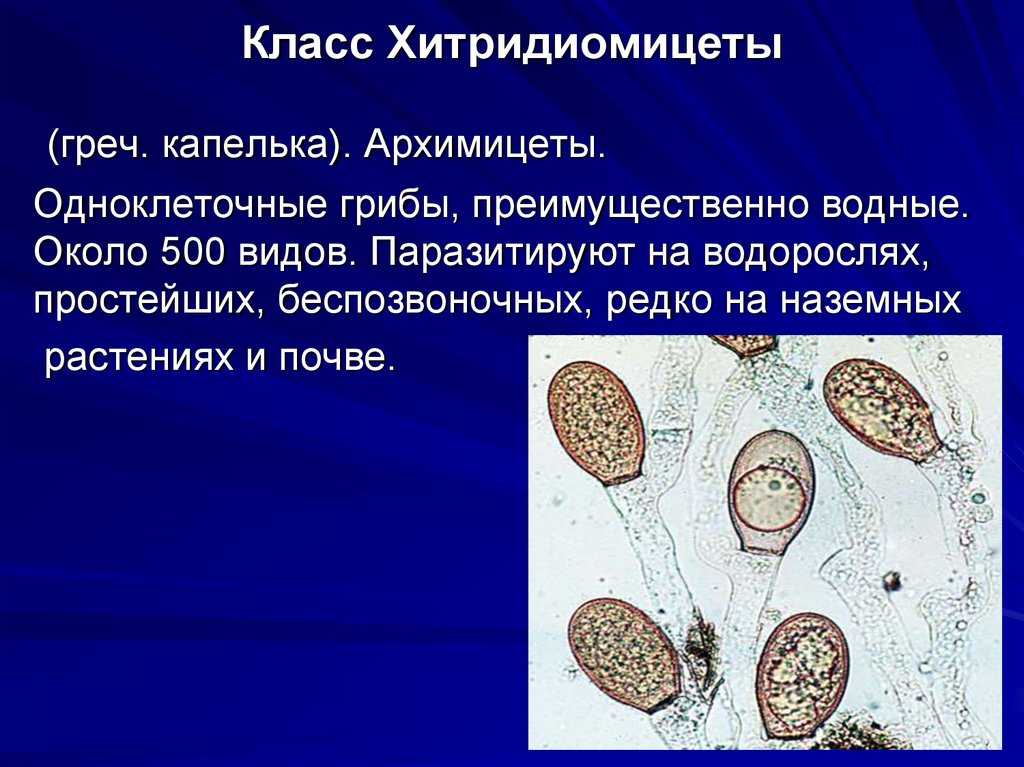 Презентация на тему 1. отдел хитридио-
микота
( chytridiomyc ota )
5. отдел дейтеромикота
(