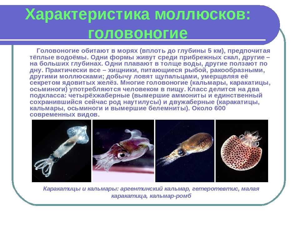 Кальмар к кому относится. обыкновенный кальмар. размножение и продолжительность жизни