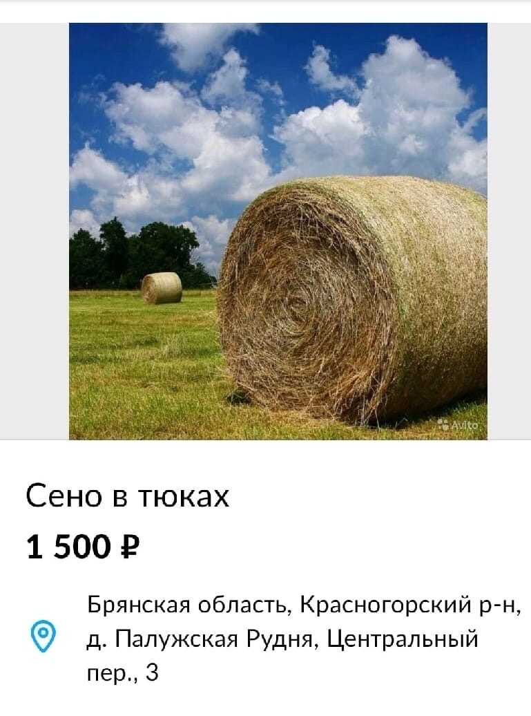 Заготовка и хранение сенажа реферат
