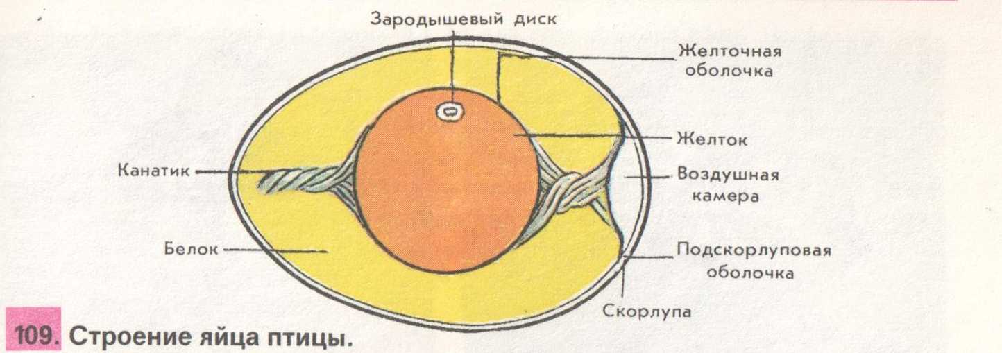 Размножение у птиц: характеристики, примеры и многое другое