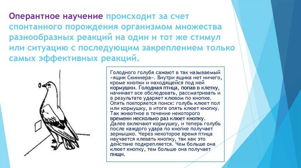Психология научения. виды и механизмы научения