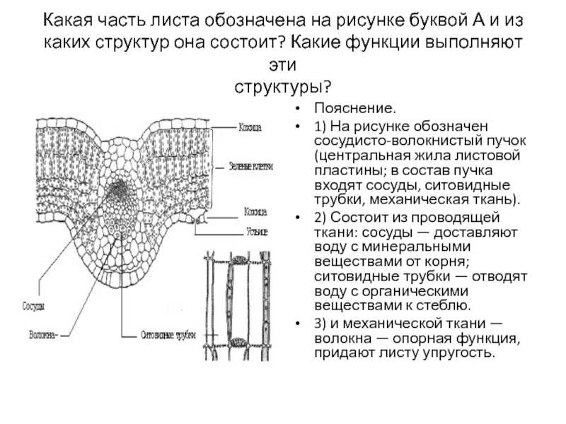 Что такое сосудисто волокнистые пучки? основные характеристики