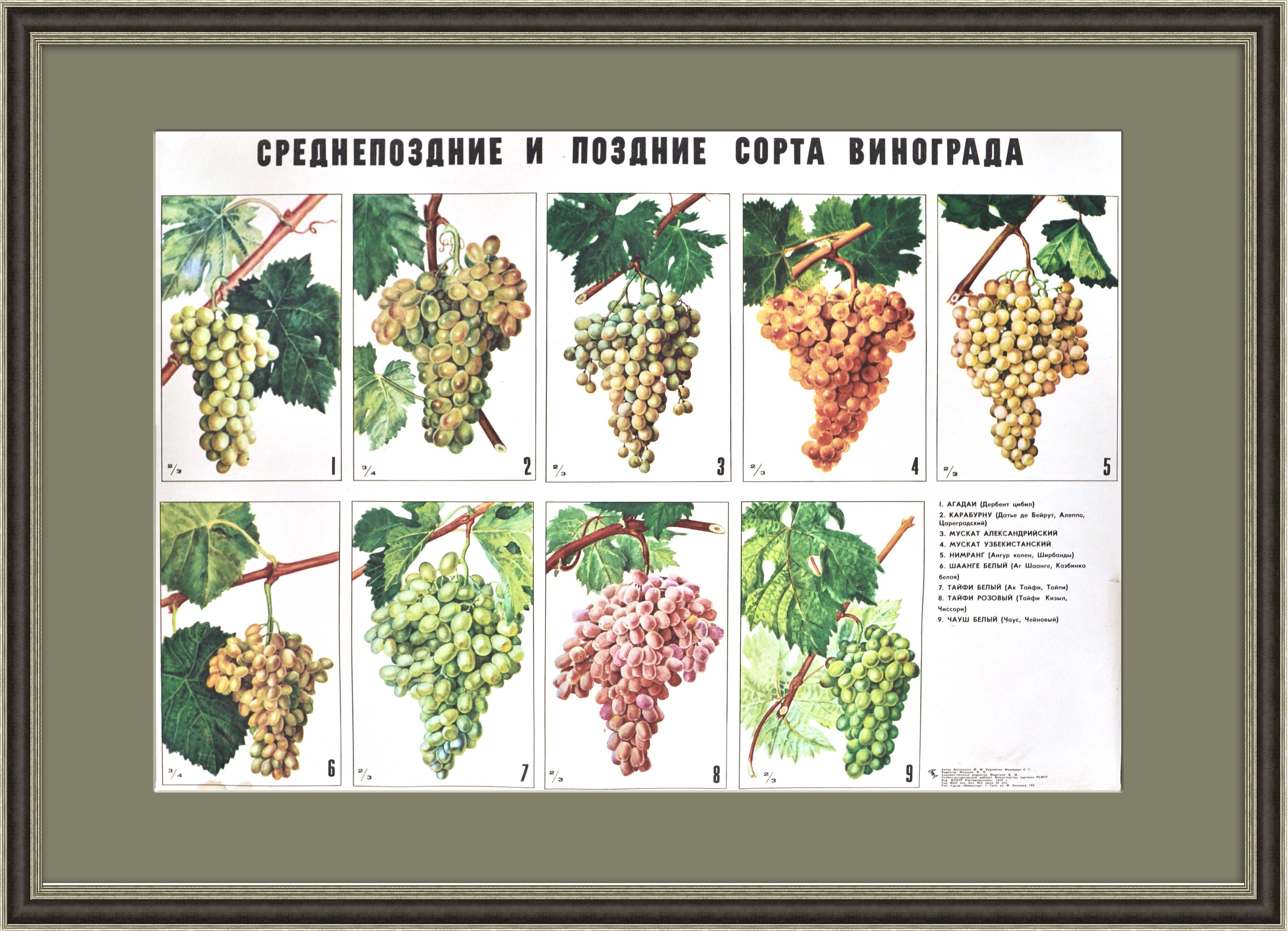 Кизил хурманы – узбекский столовый сорт винограда