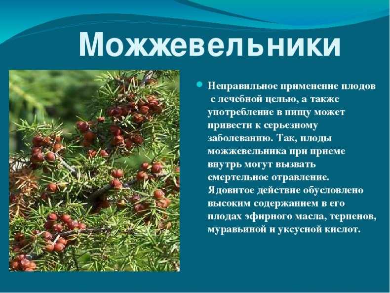 Эти колючие можжевельники. особенности, виды, уход. фото — ботаничка