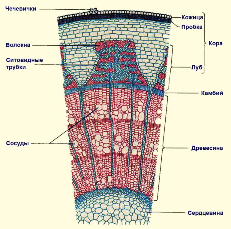 Ткани