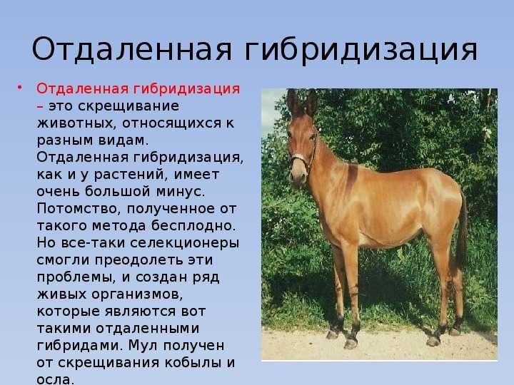 Отдаленная гибридизация