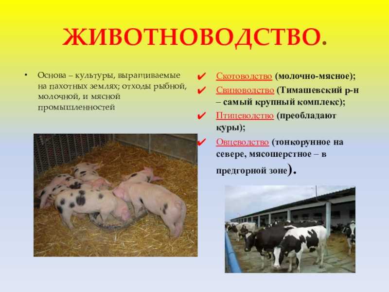 Фиксация животных