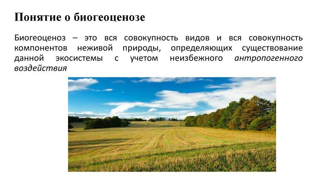 Лес. типы, виды и классификация лесов