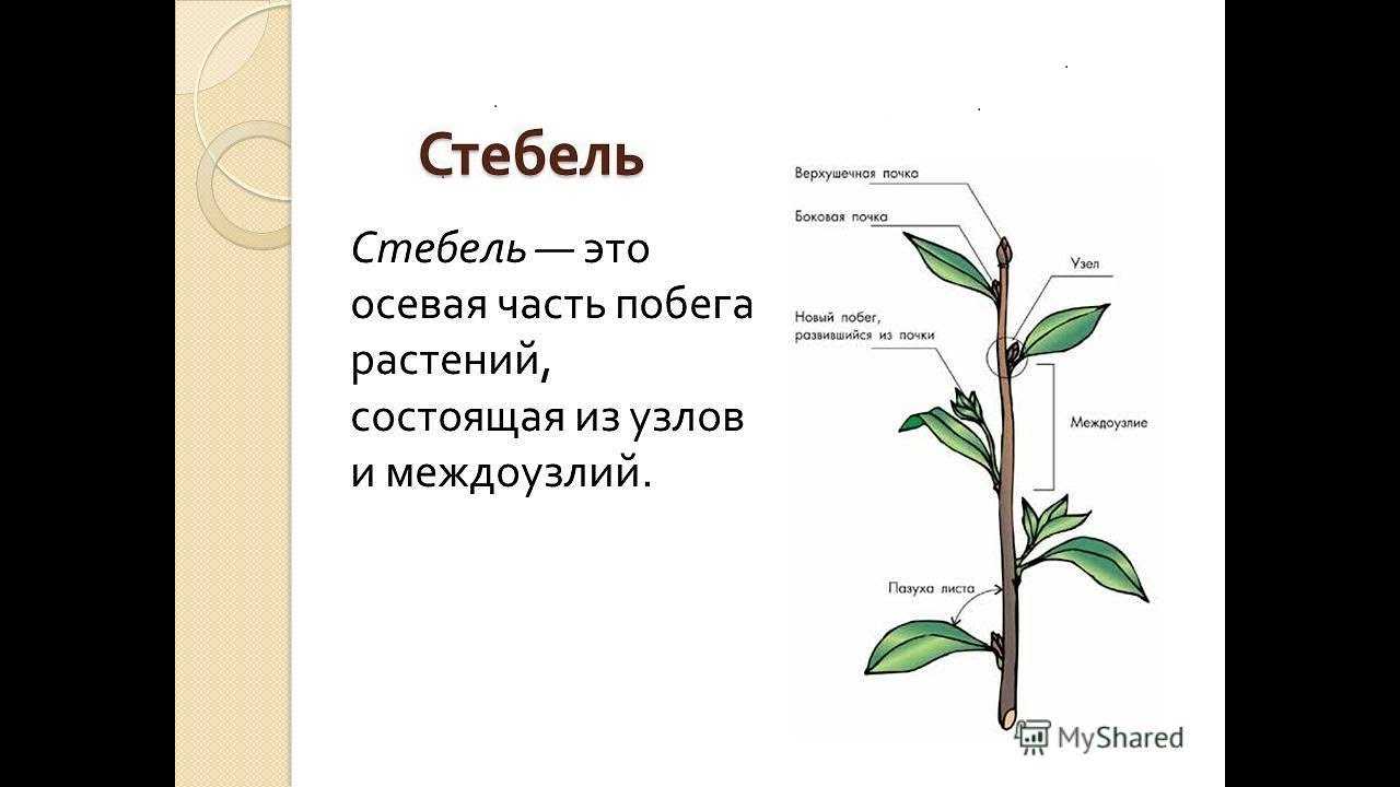 Строение дерева и древесины