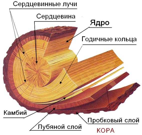 3. микроскопическое строение древесины хвойных и лиственных пород. материаловедение: конспект лекций.