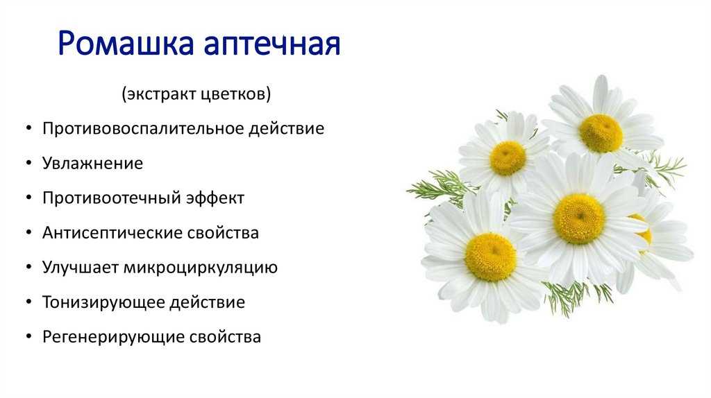 Ромашка аптечная: лечебные свойства и противопоказания. применение в народной медицине