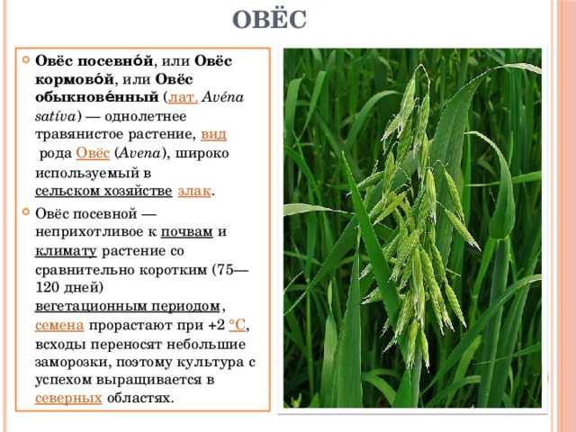 Овес посевной - avena sativa l.