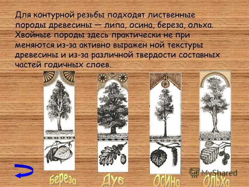 Сосна твердая или мягкая порода