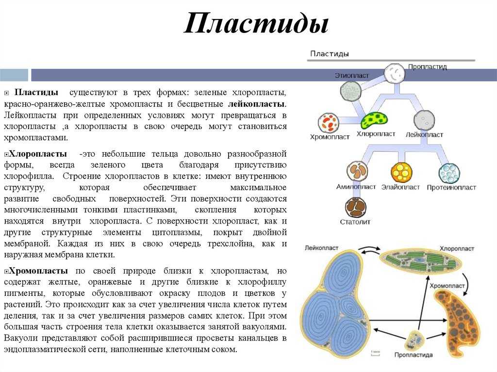 Хлоропласты: строение и функции