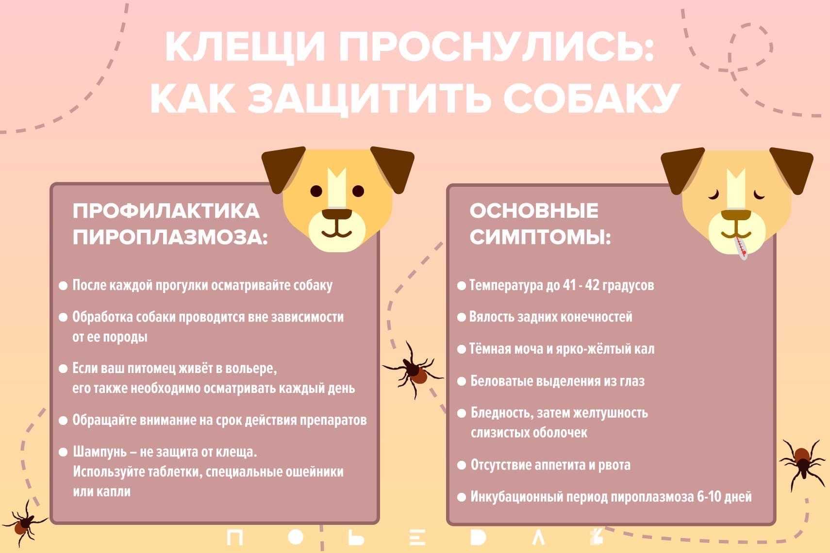 Пироплазмоз лошадей: причины и симптомы, лечение и профилактика