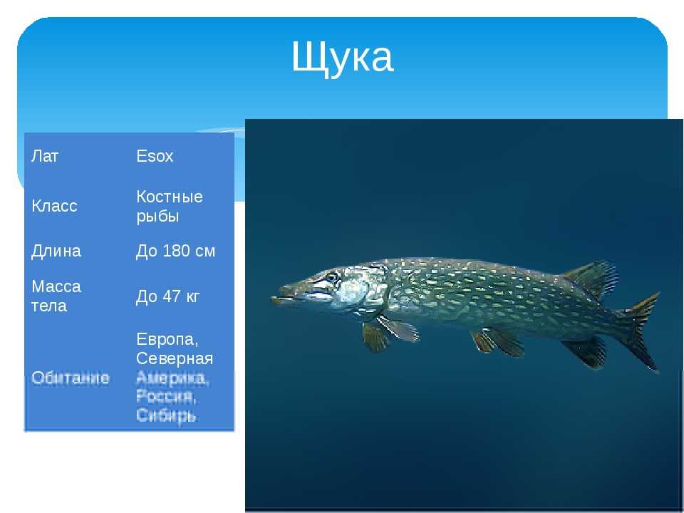 🚩 рыба щука: где обитает, внешний вид, внутреннее строение, виды
