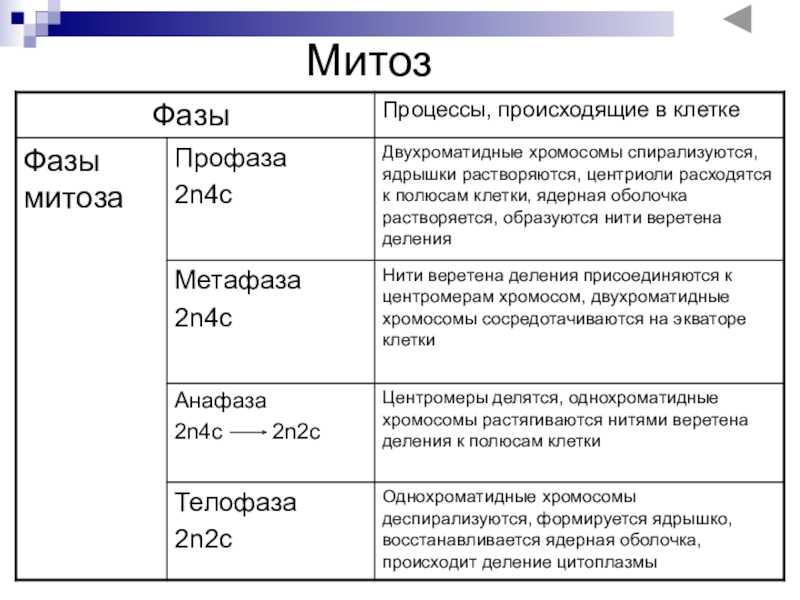 Митоз | цитология | биология
