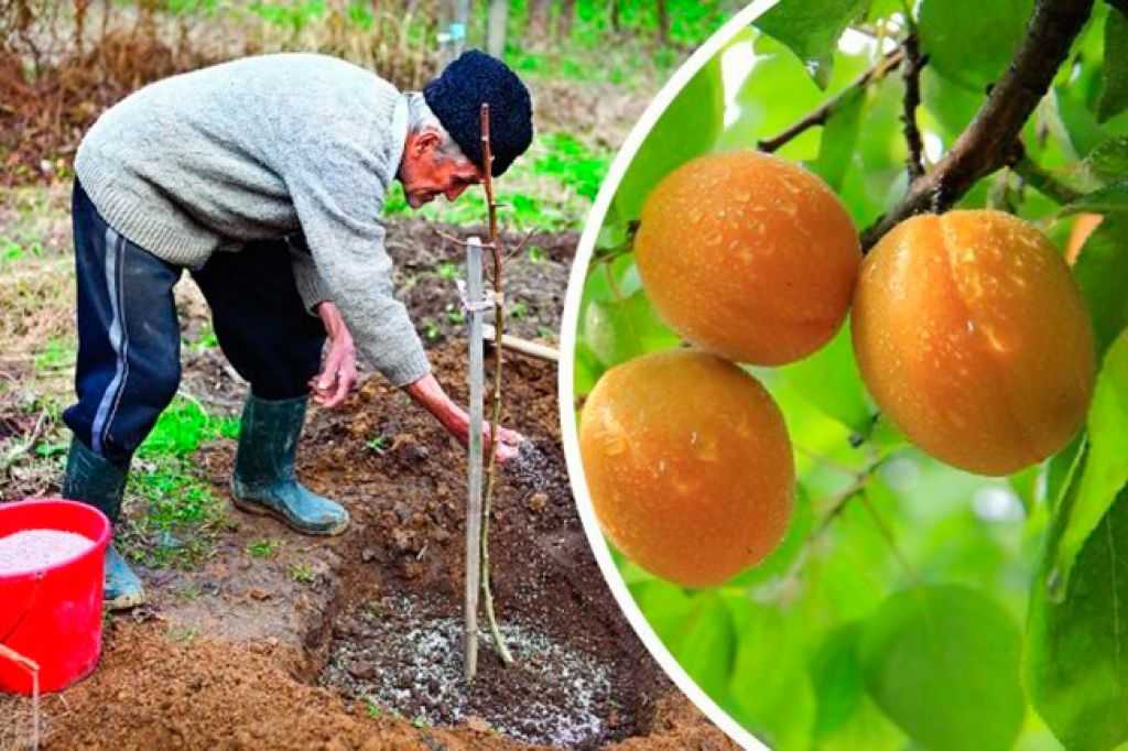Как посадить абрикос, чем подкормить и как обрезать