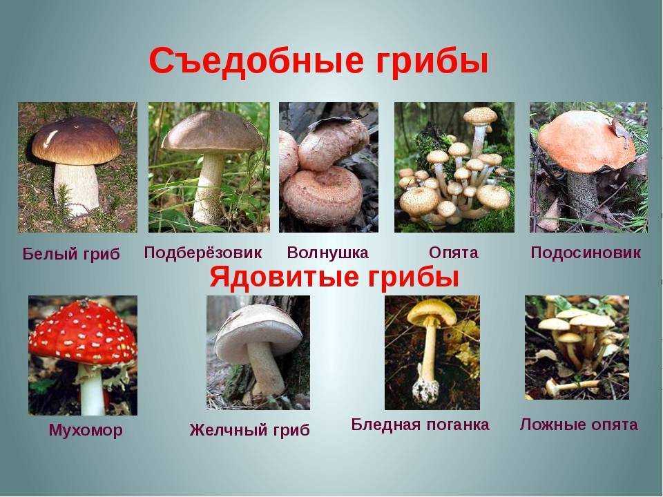 Высшие грибы