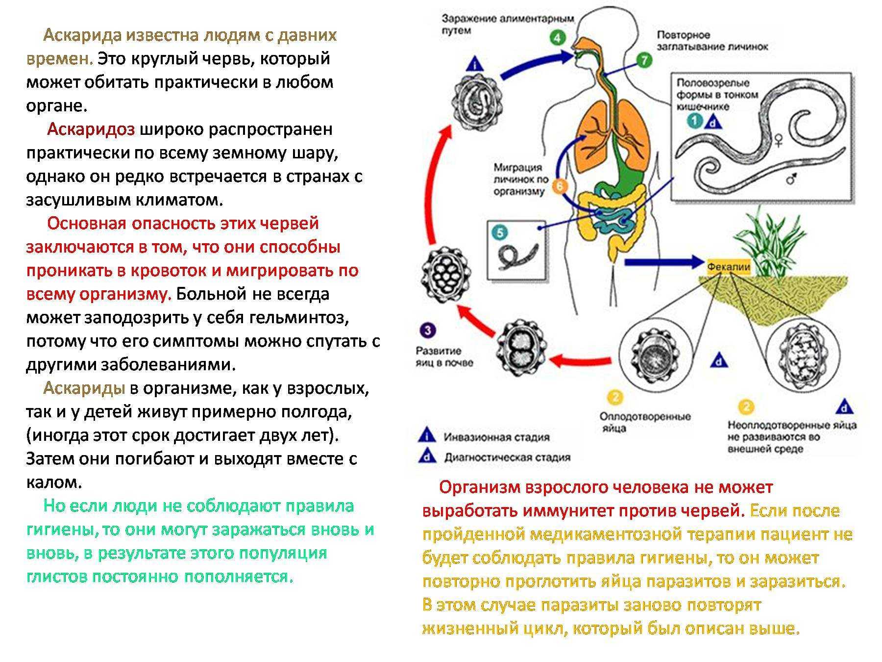 Глисты — круглые черви (гельминты), вызывающие различные заболевания и, как следствие, серьезные нарушения в организме птицы
