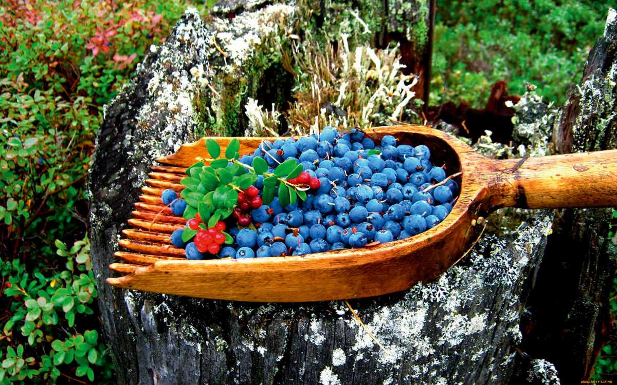 Заготовки из клюквы. как сохранить витамины