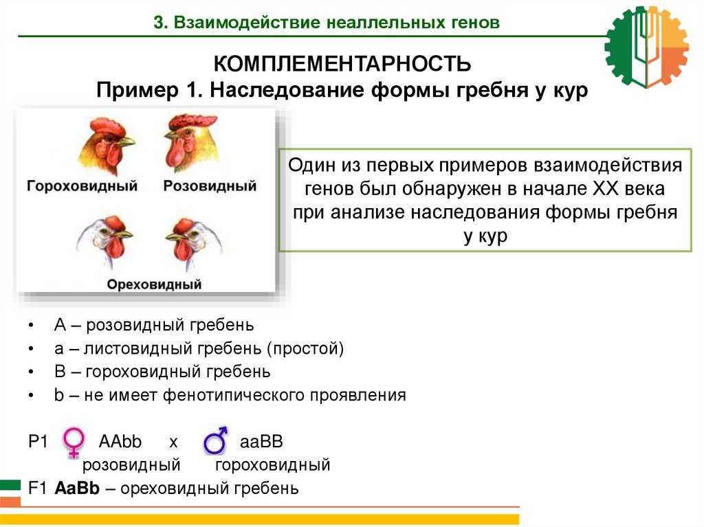 Типы взаимодействия генов