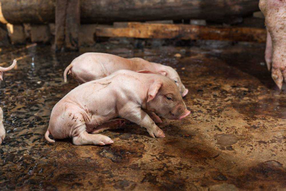 Трансмиссивный гастроэнтерит - руководство по болезням свиней - pig333.ru, от фермы к рынку
