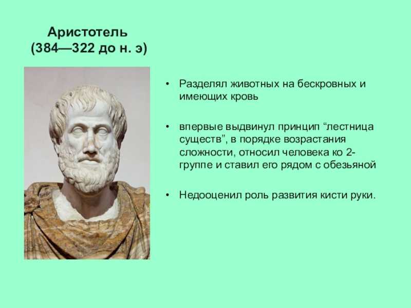 Размышления о философии аристотеля
