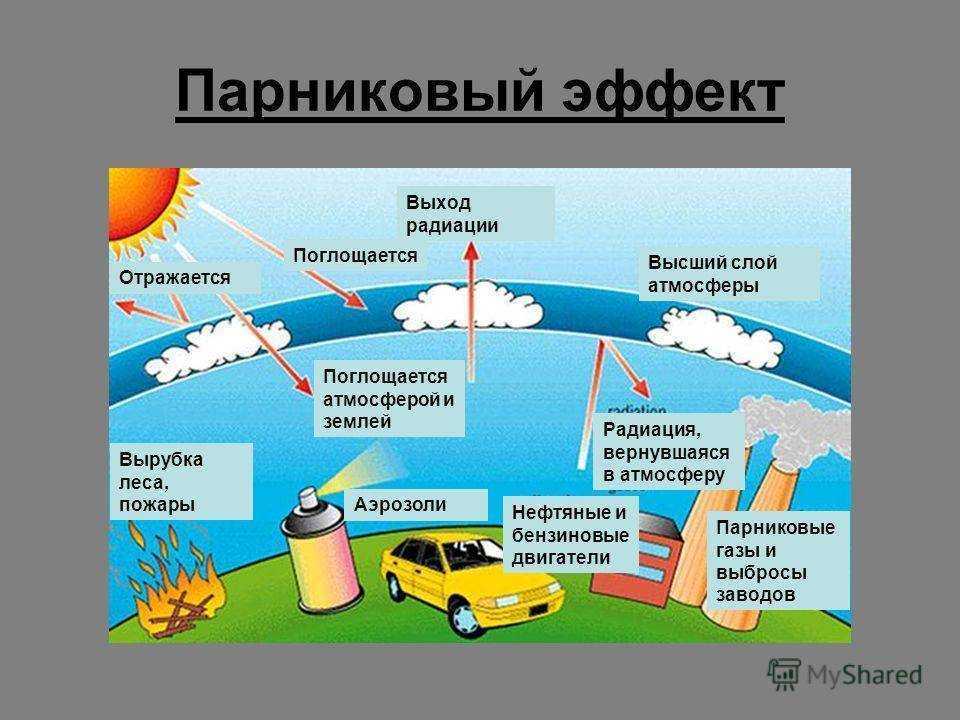 Реакция растений на рост концентрации углекислого газа в атмосфере  журнал живые и биокосные системы