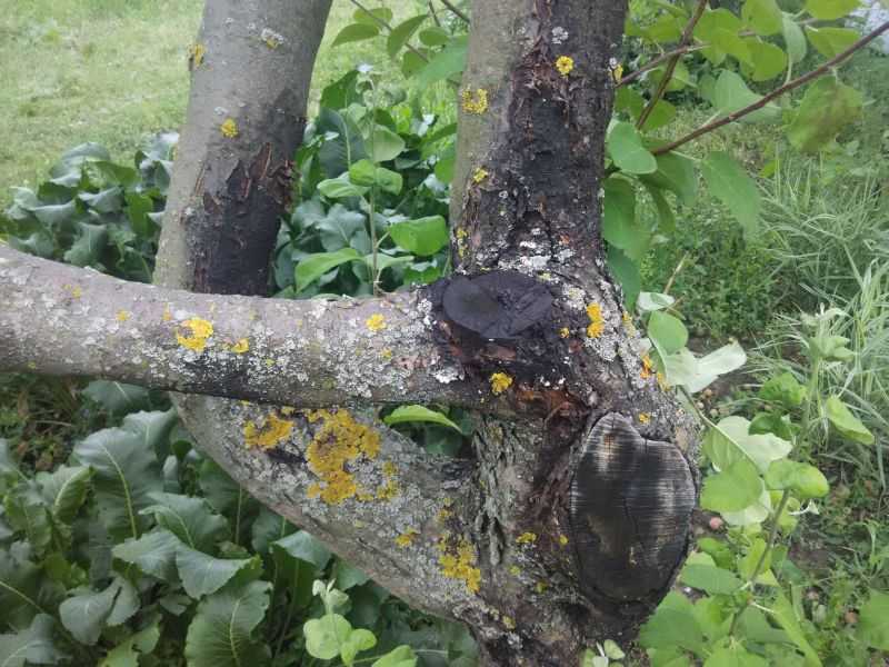 Ржавчина на хвойных растениях и побурение хвои — защита и профилактика