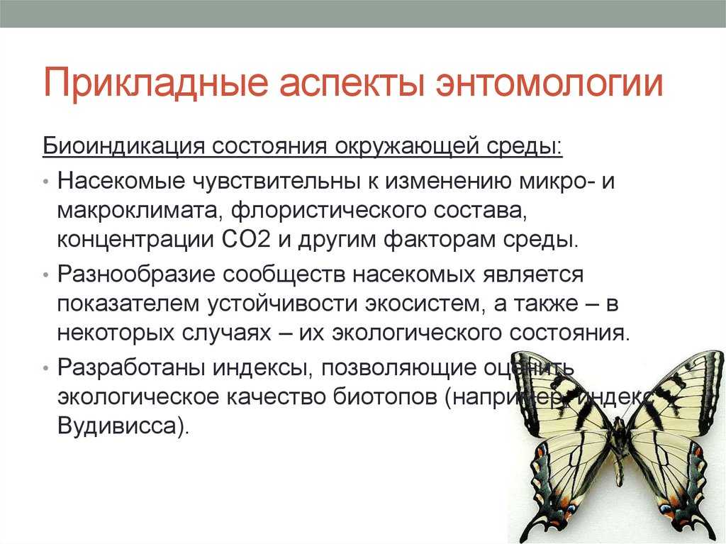 Что такое энтомология и что она изучает
