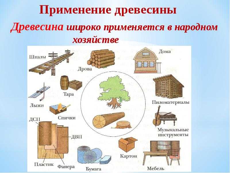 Осина: физико-химические характеристики, свойства и качества древесины
