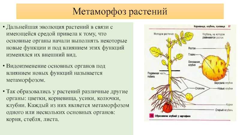 Об элементарных эволюционных факторах