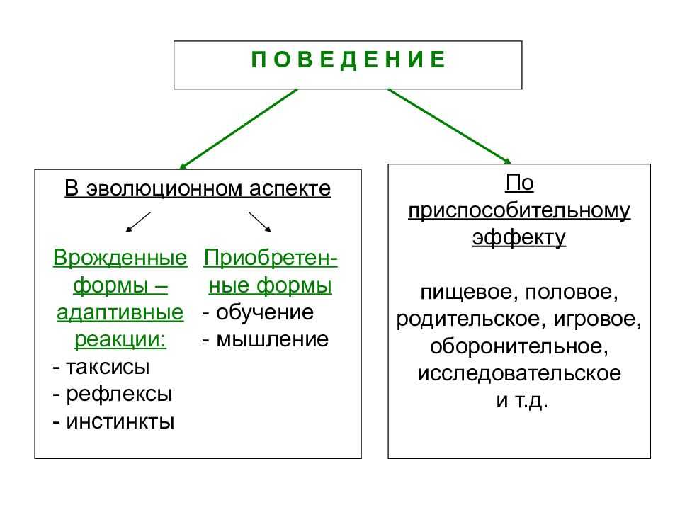 Поведение [1966 бей-биенко г.я. - общая энтомология]