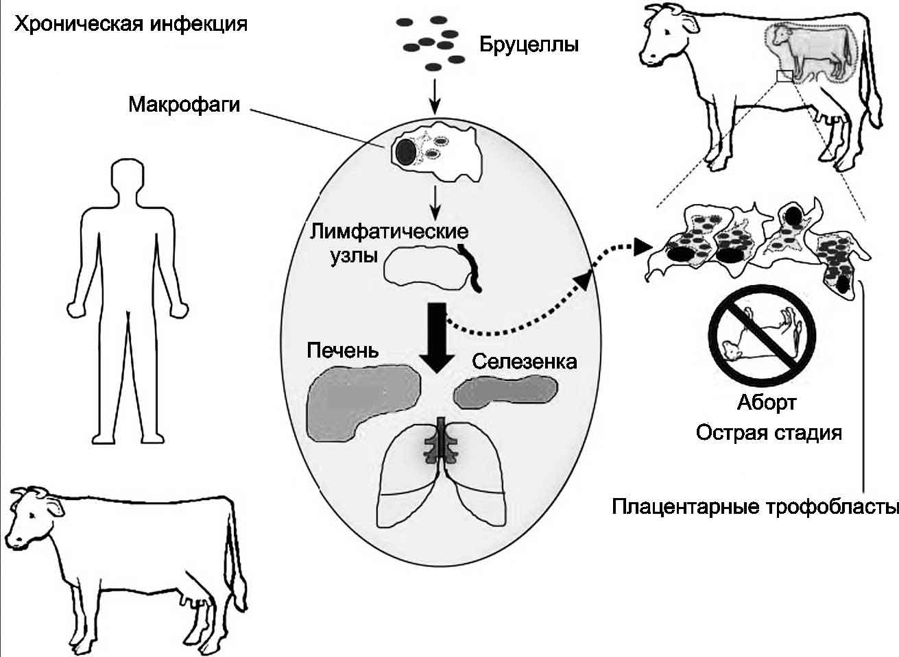 Нелидовская сббж - бруцеллез. эпизоотическая ситуация. профилактика