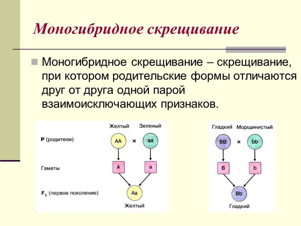 Основы генетики и селекции. основные закономерности наследственности. законы менделя. промежуточное наследование. анализирующее скрещивание. дигибридное скрещивание – биология. справочные материалы – kaz-ekzams.ru