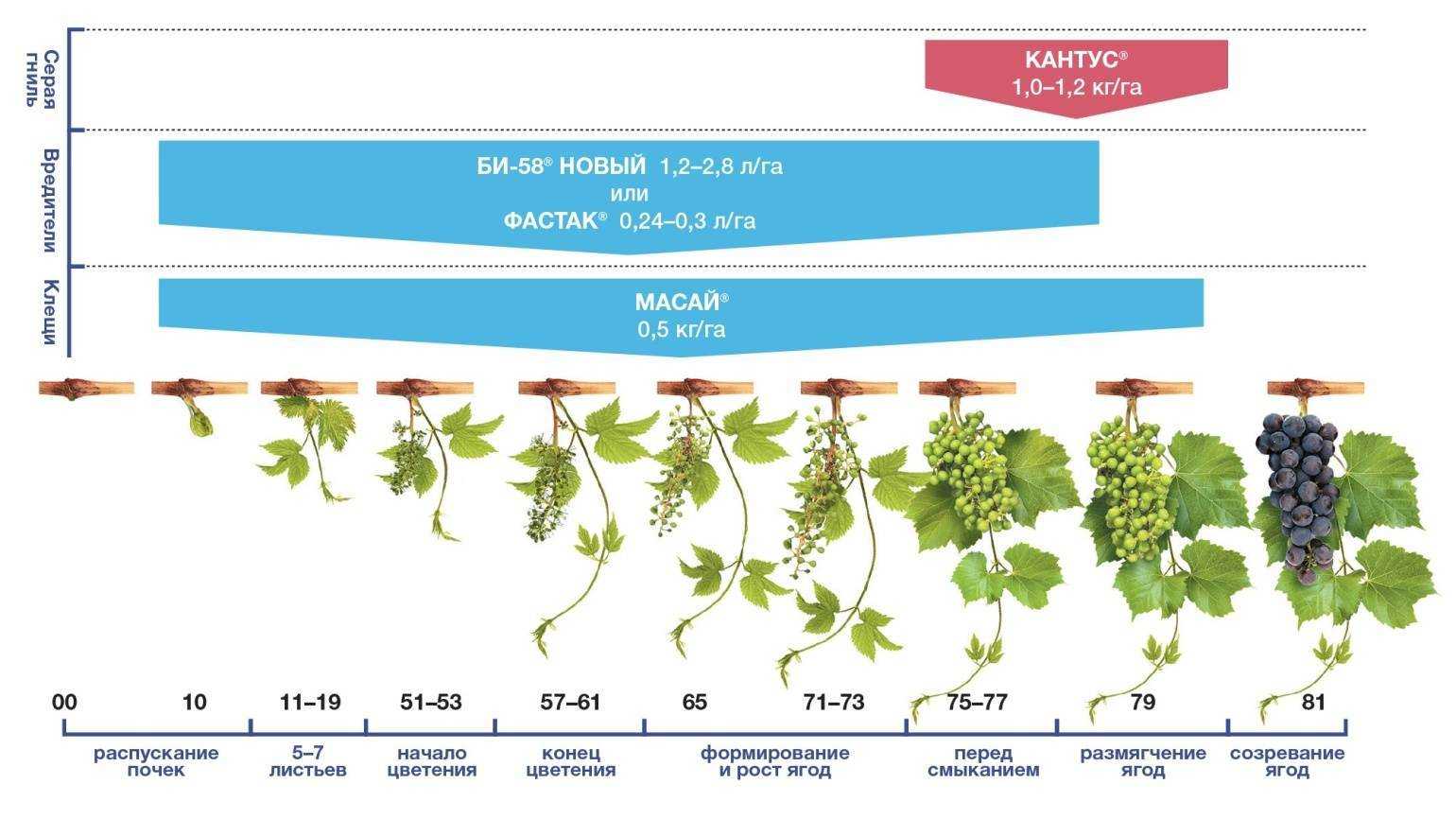 Селекция винограда в домашних условиях - как вывести новый сорт