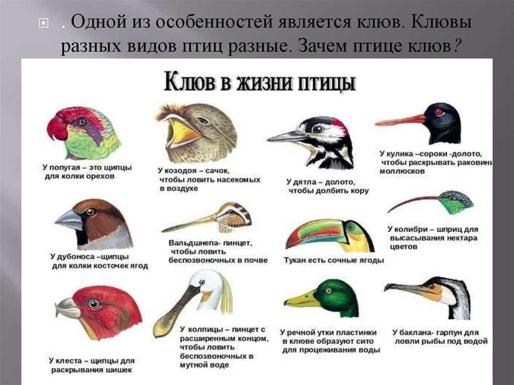   певчие птицы