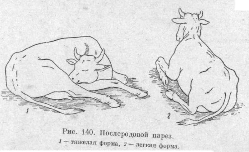 Послеродовой парез у крс: причины, симптомы и лечение | компания nita-farm