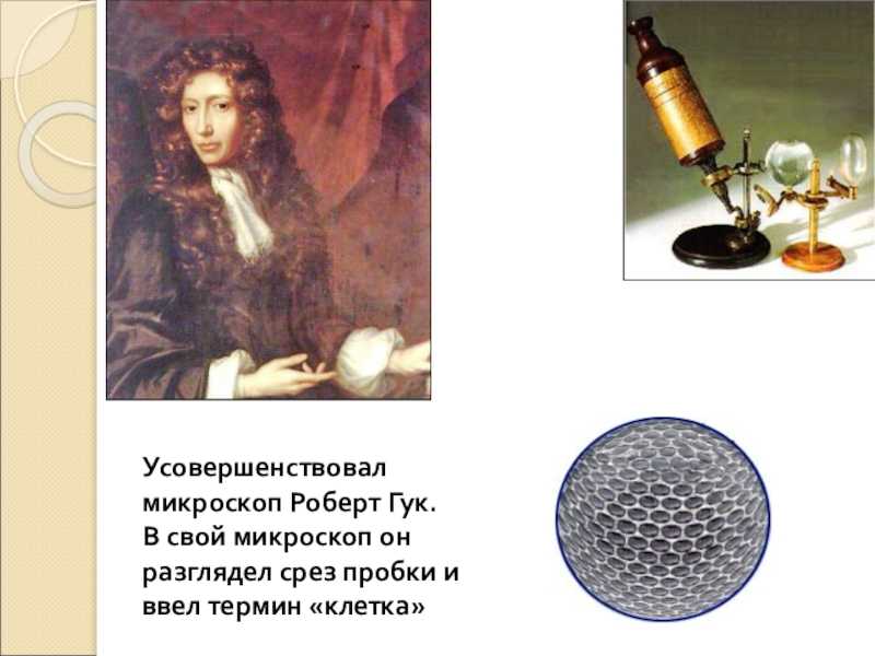Биография роберта гука, человека, открывшего клетки