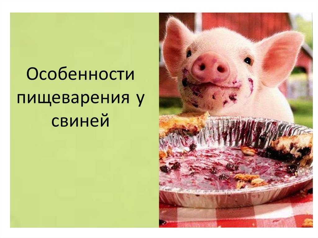 Особенности пищеварения у свиней презентация, доклад, проект