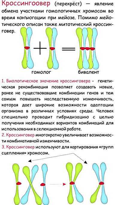 Что такое кроссинговер в биологии: основы, значение и механизмы