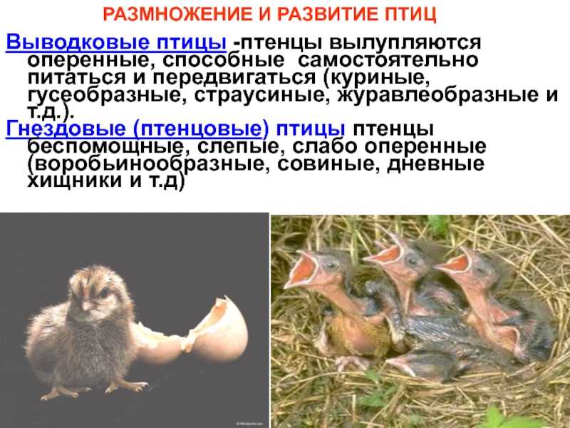 Мир заботливых птиц: 20 ярких фотографий пернатых со своим потомством
