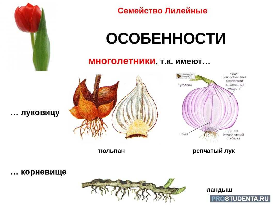 Все части этого растения ядовиты безвременник. опасность ядовитого безвременника | зелёный сад